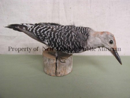 Red-bellied Woodpecker before restoration