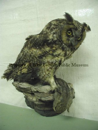 Long-eared Owl before restoration