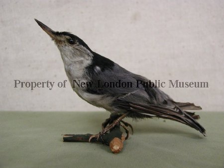 White-breasted Nuthatch before restoration