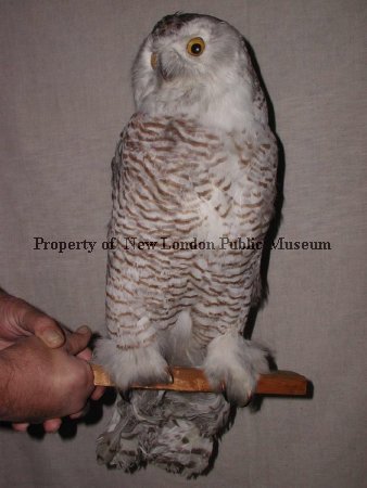 Snowy Owl before restoration