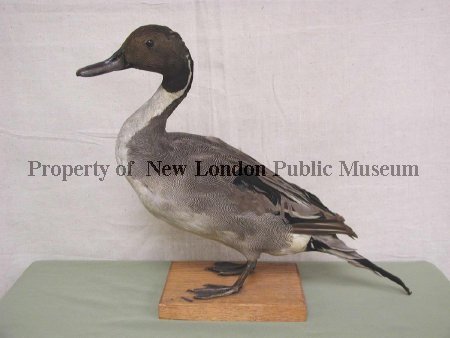 Northern Pin-tail Duck before restoration