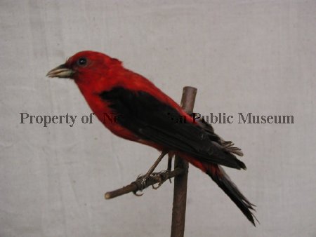 Scarlet Tanager before restoration
