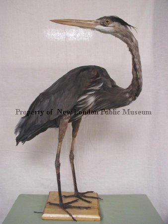 Louisiana heron before restoration