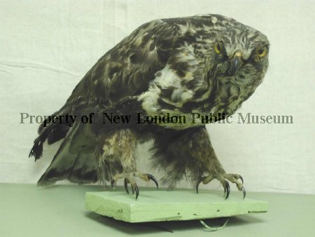 Rough-legged Hawk before restoration
